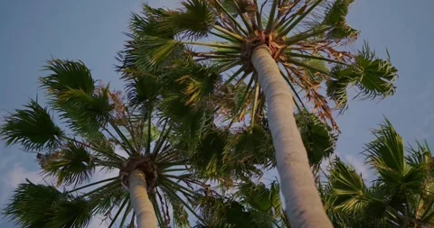 Palm Trees Swaying Gently Against Blue Sky Vídeos de archivo 323520171