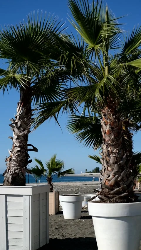 Palm trees swaying gently in the breeze beside sandy beach and blue ocean Video stock 325484084