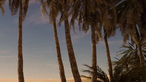 Palm Trees Swaying Gently Under the Golden Sunset Sky at a Serene Beach Stock Footage 347256915