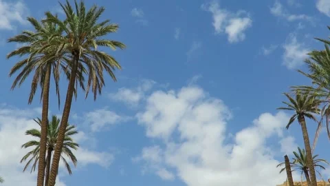 Palm trees swaying gently with the wind. Palm trees on blue sky. Calm view. Stock Footage 139505179
