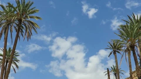 Palm trees swaying gently with the wind. Palm trees with blue sky. Calm view. Stock Footage 139667273