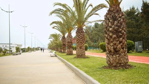 Palm trees with swaying leaves. Video stock 112376232