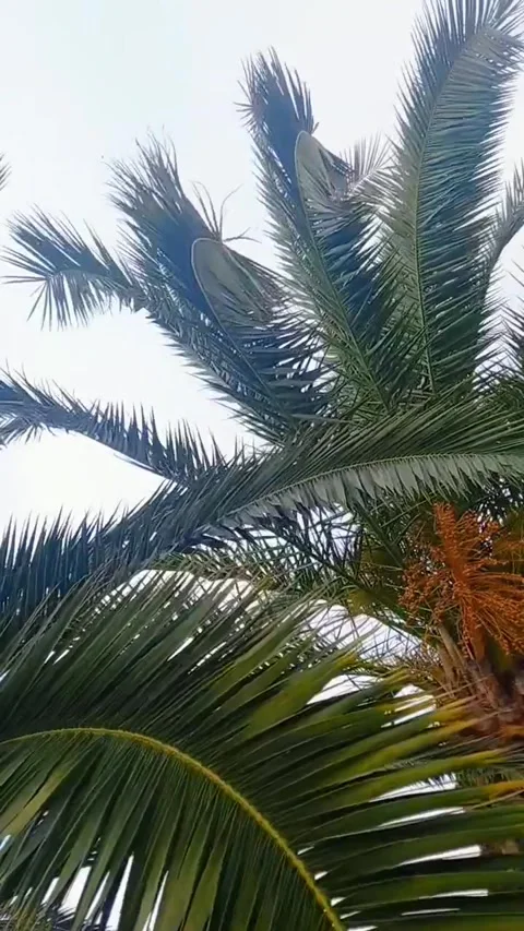 Palm trees swaying leaves in the wind Stock Footage 297664946