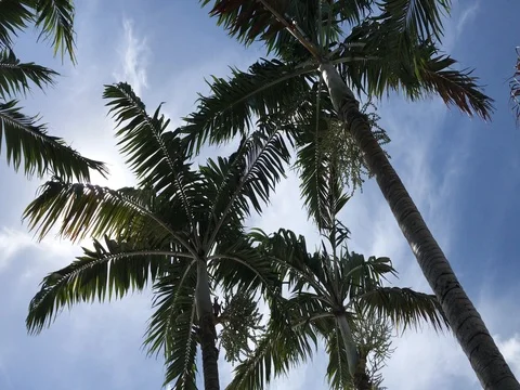 Palm trees swaying in the light sunny breeze looking up at the blue sky 스톡 동영상 77635881
