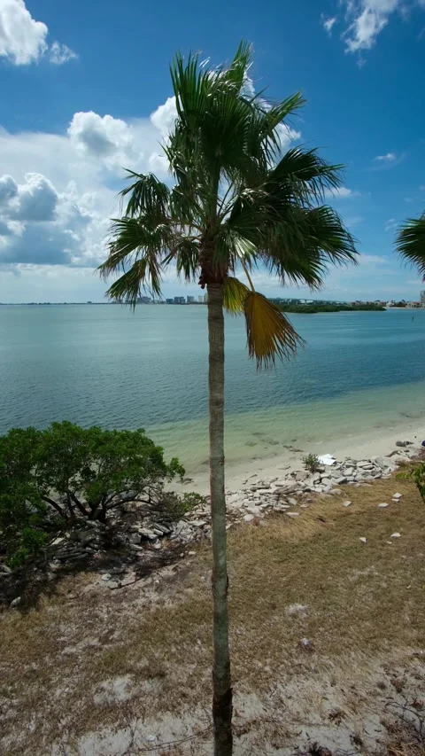 Palm Trees swaying in light winds in Clearwater Bay, Florida USA Stock Footage 288120059