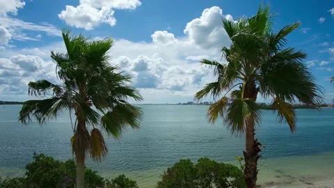 Palm Trees swaying in light winds in Clearwater Bay, Florida USA Stock-Footage 288120060