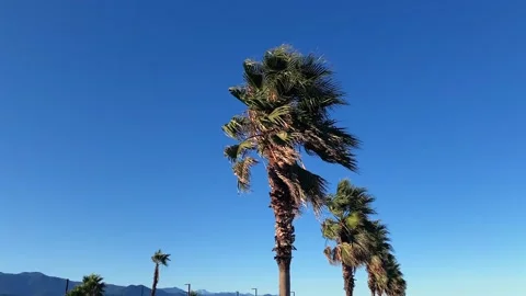 Palm trees swaying low angle against clear sky Stock Footage 345361775