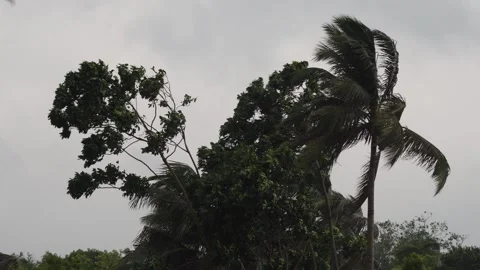 Palm Trees Swaying in Storm Wind Stock Footage 311724440