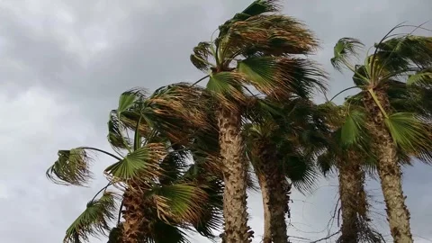Palm trees swaying strong wind 스톡 동영상 332947989