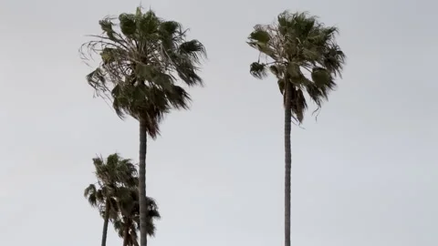 Palm trees swaying in strong winds under an overcast sky in Southern California Stock Footage 340355731