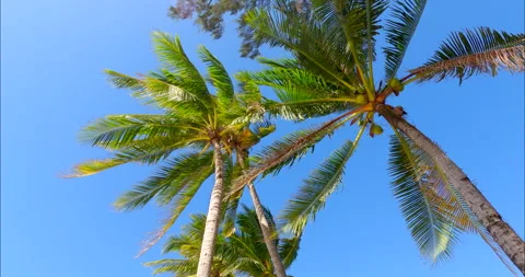 Palm trees swaying under the blue sky Stock Footage 330370900