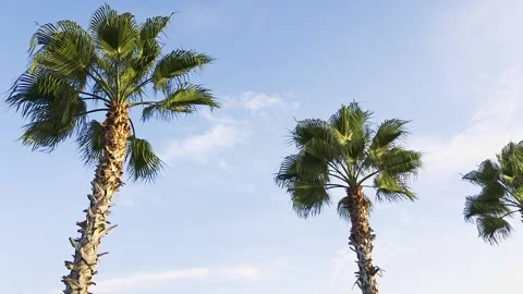 Palm Trees Swaying Under Blue Sky Stock Footage 337796057