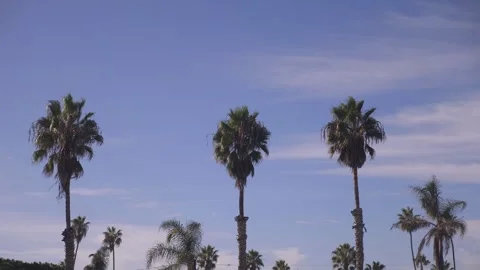 Palm trees swaying under a clear blue sky in California in 4k slow motion 60f Stock Footage 282567733