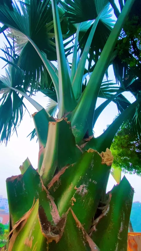 Palm trees swaying under a clear foggy sky on a winter morning, Nature Stock-Footage 295469834