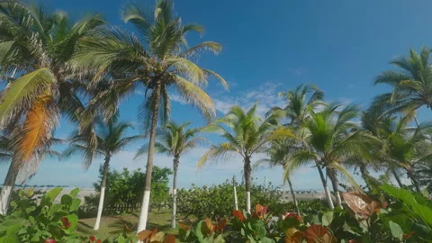 Palm trees swaying under a clear blue sky on a tropical beach Видео 315067176