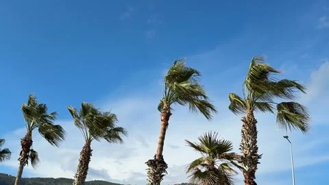 Palm trees swaying under clear blue sky, scenic tropical holiday background Stock Footage 332303985