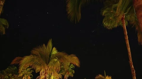 Palm trees swaying under starry night sky Stock Footage 307602598