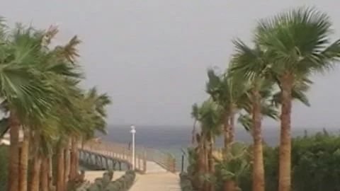 Palm trees swaying in wind along path to sea Stock Footage 346147750