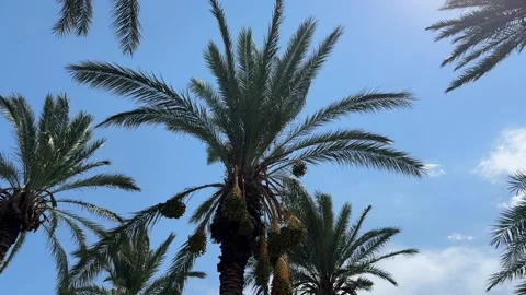 Palm trees swaying in the wind, blue sky Stock Footage 307652524
