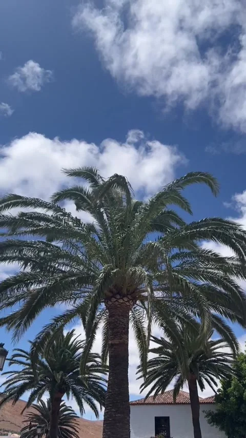 Palm trees swaying in wind blue sky white houses Fuerteventura HD vertical Vídeo Stock 342027766