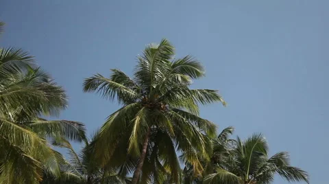 Palm trees swaying in the wind Stock Footage 45593359