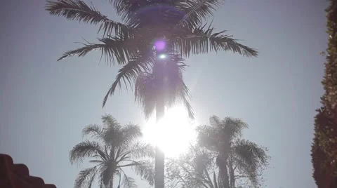 Palm trees swaying in the wind 스톡 동영상 50233715