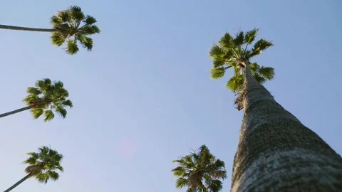 Palm Trees Swaying in Wind 動画素材 78490588
