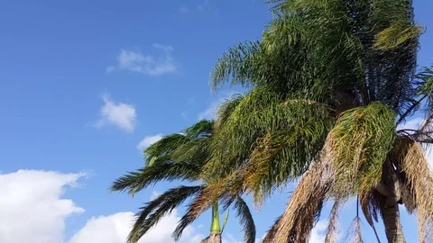Palm Trees swaying in the wind. Stock Footage 99393559