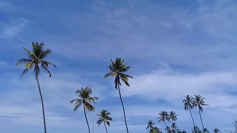 Palm trees swaying in the wind Stock Footage 108315705