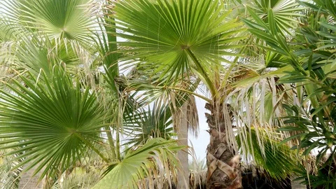 Palm trees swaying in the wind. Stock-Footage 122518944