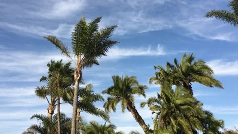 Palm Trees Swaying in the Wind Stock Footage 137070087