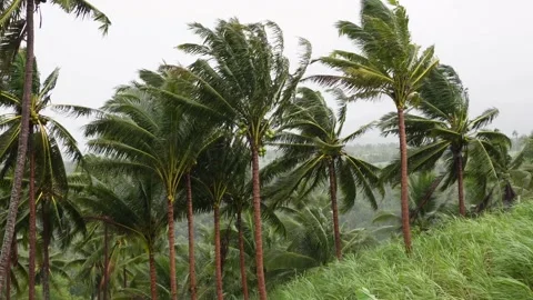 Palm trees swaying in the wind.  Stock Footage 322081694