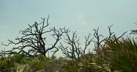Palm trees swaying in the wind at Jekyll Island, GA 스톡 동영상 208272041