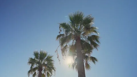Palm trees swaying in wind with sun flaring Vídeo Stock 339097971