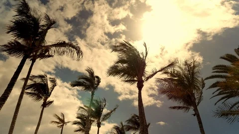 Palm trees swaying in the wind at sunset Stock Footage 89888969