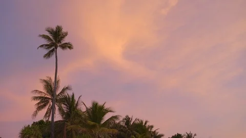 Palm trees swaying in wind in sunset with beautiful purple sky Stockbeeldmateriaal 113269371