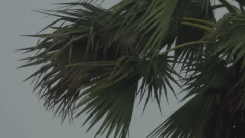 Palm trees swaying in the wind. Trees bending under the storm. 스톡 동영상 309164015