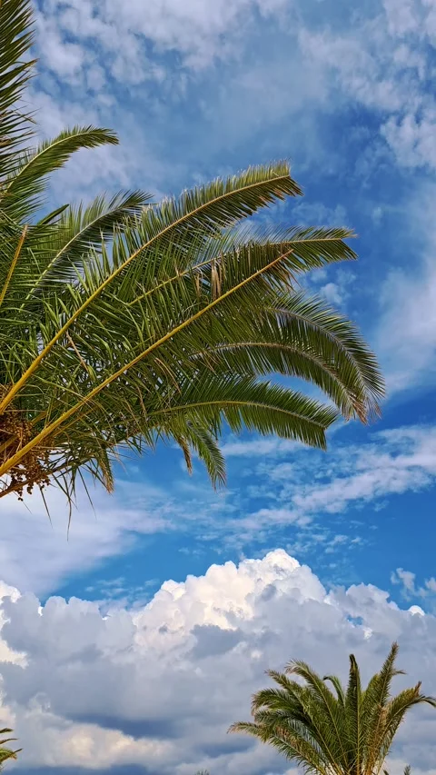 Palm trees swaying in the wind. Vertical video, static shot, blue sky. Stock-Footage 316685112
