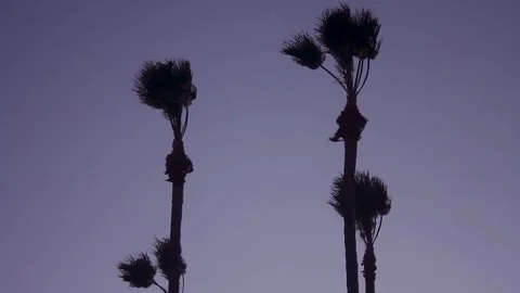 Palm Trees Swaying at Windy Beach 6 Stock Footage 243697665