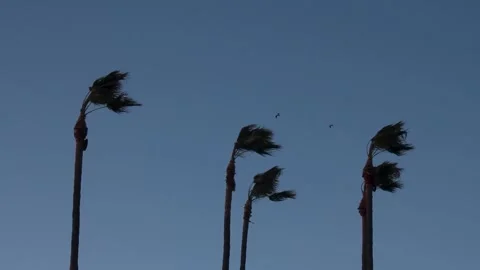 Palm Trees Swaying at Windy Beach 5 Stock Footage 243697670