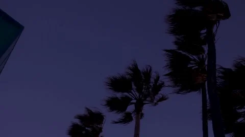 Palm Trees Swaying at Windy Beach 4 Stock Footage 243697685