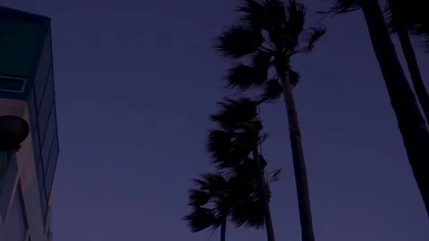 Palm Trees Swaying at Windy Beach 1 Stock Footage 243697688