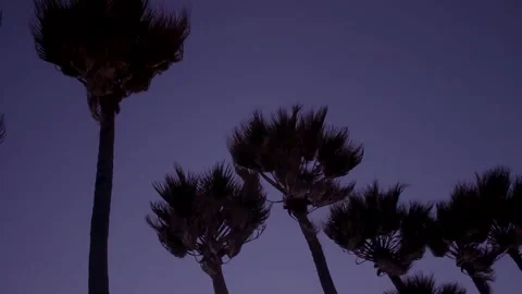 Palm Trees Swaying at Windy Beach 2 Stock Footage 243697690
