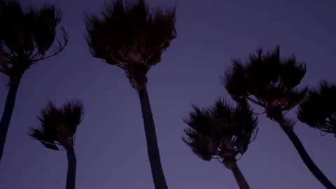 Palm Trees Swaying at Windy Beach 3 Stock Footage 243697692