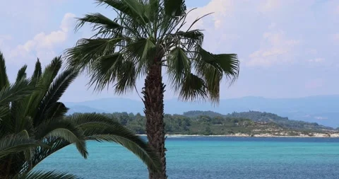 Palm trees swinging due to wind Stock-Footage 199273700