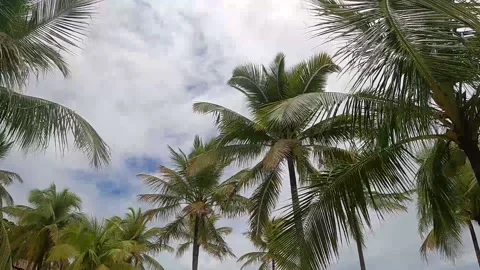 Palm trees with tables below in front of the beach in Bahia Brazil Stock Footage 172013815