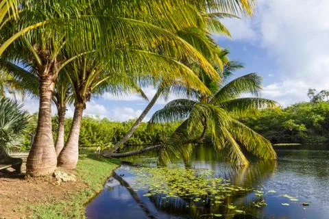 Palm Trees Taking a Dip Stock Photos