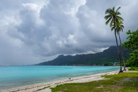 Palm trees on Temae Beach in Moorea island Stock Photos