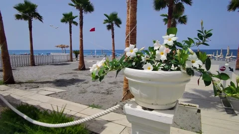 Palm Trees on the Territory of a Beach Restaurant on a Sunny Day in Calabria. Stock Footage 203895782