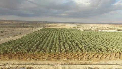 Palm trees territory Vídeos de archivo 72567978